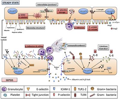 Vascular Endothelium in Neonatal Sepsis: Basic Mechanisms and Translational Opportunities